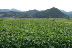 �O�g�R�u�������v